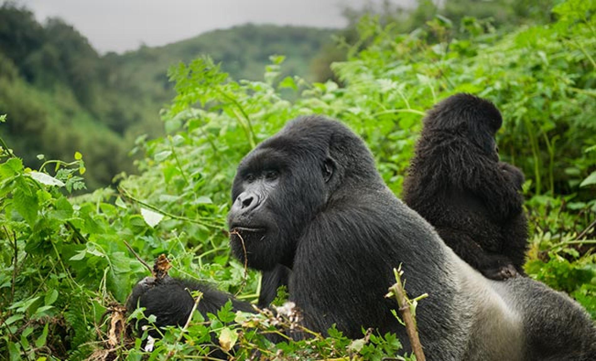 10 ways to lower costs on 7 Days budget Rwanda gorilla trekking Safari holiday vacation